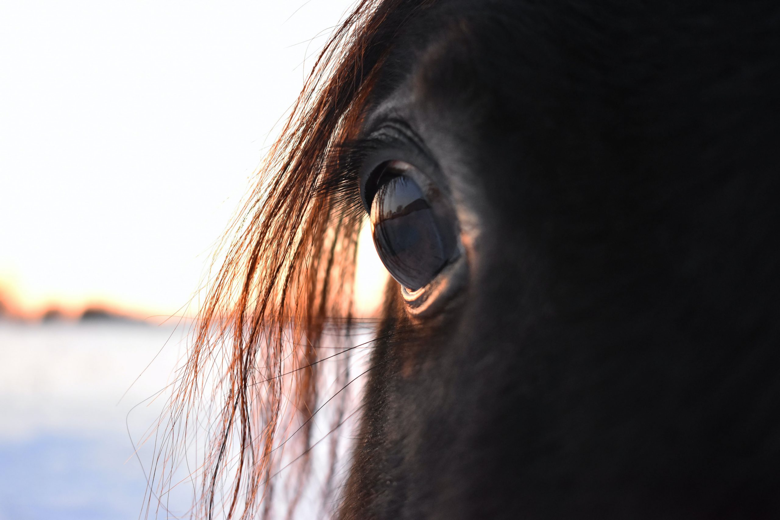 holistische-healings-spiritualiteit-coachen met behulp van paarden-zelfliefde