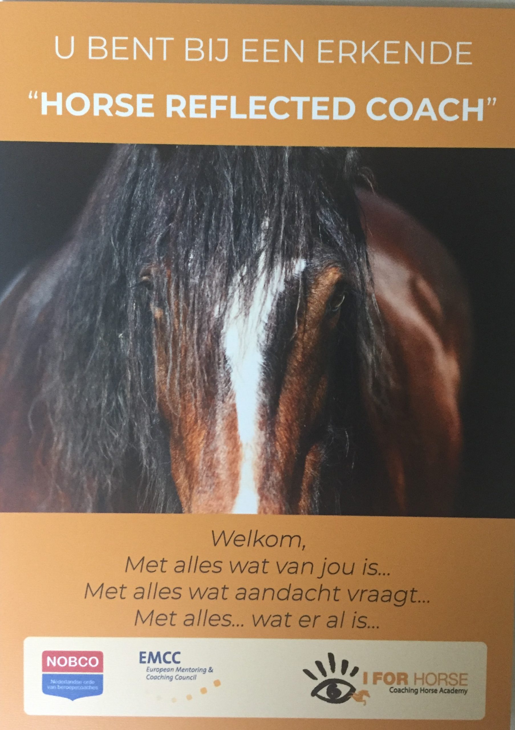 Horse Reflected Coaching
